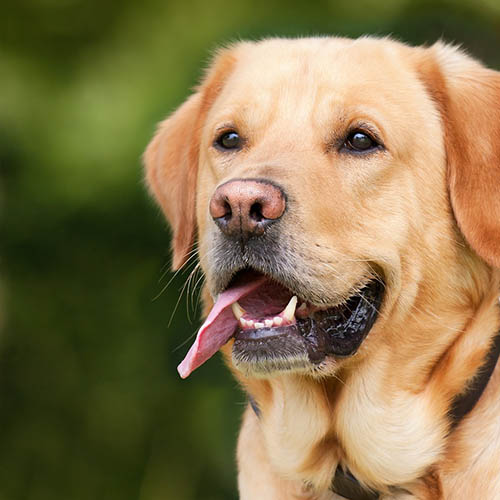  un chiot soin pharmacie Berthault