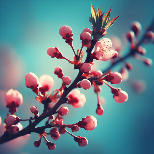 Gemmothérapie herboristerie Vaires-sur-Marne